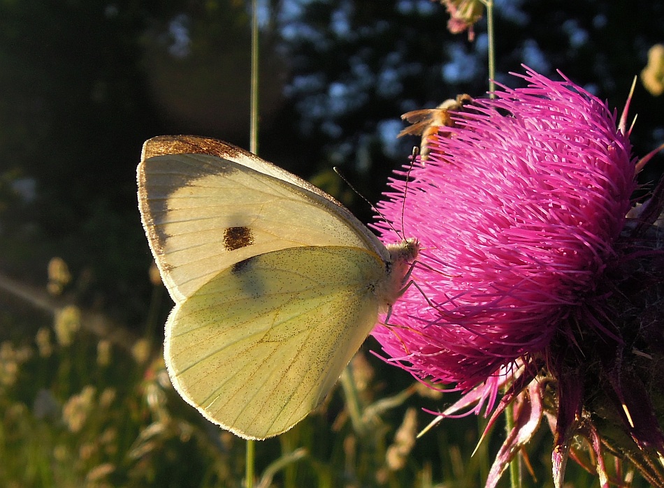 Pieris brassicae?